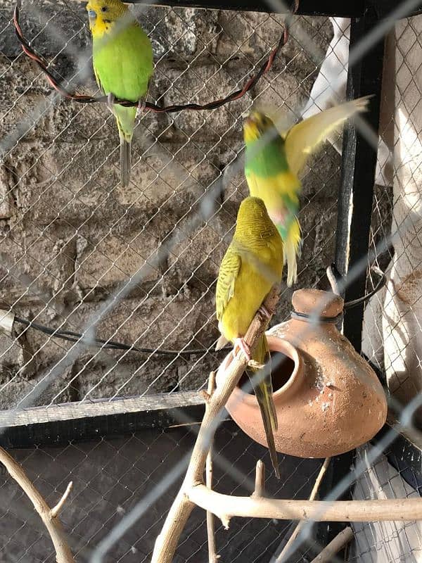 love birds and budgries available 1