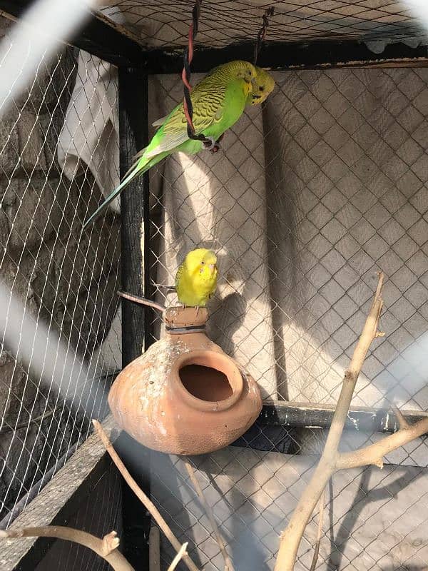 love birds and budgries available 2