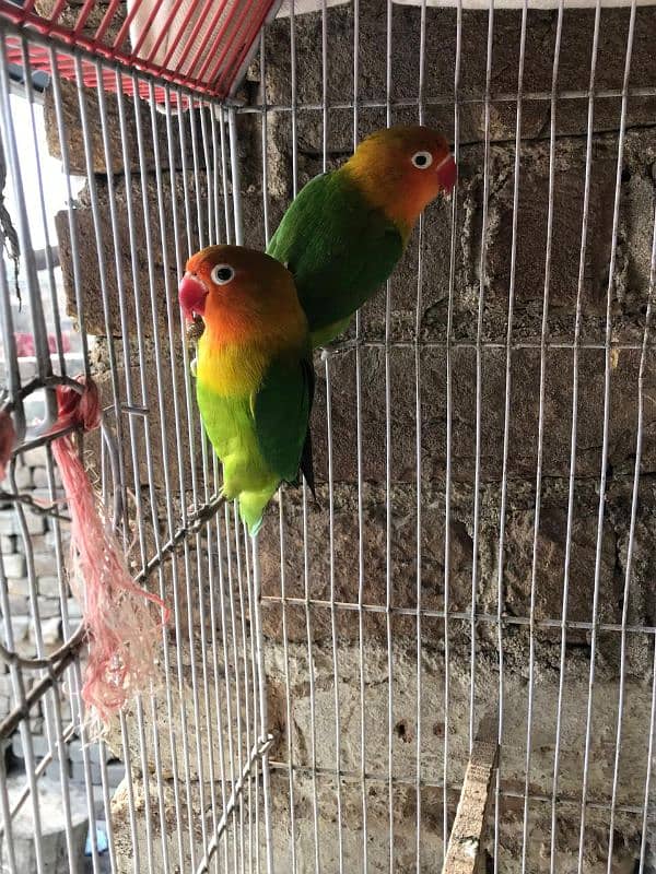 love birds and budgries available 3