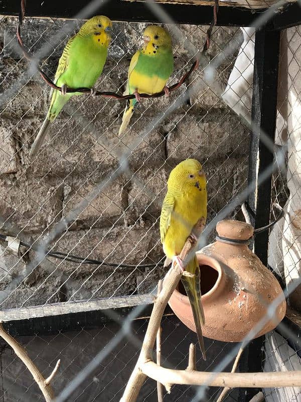 love birds and budgries available 4