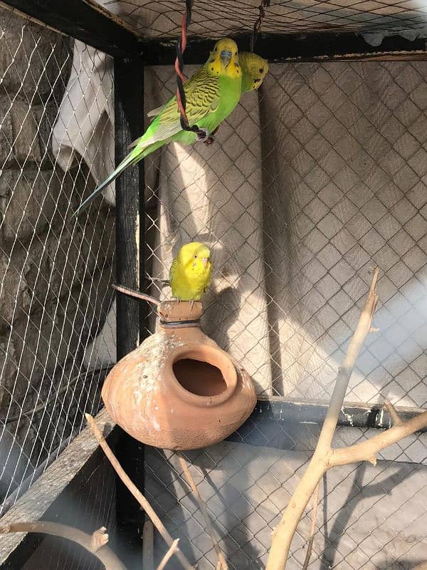 love birds and budgries available 5