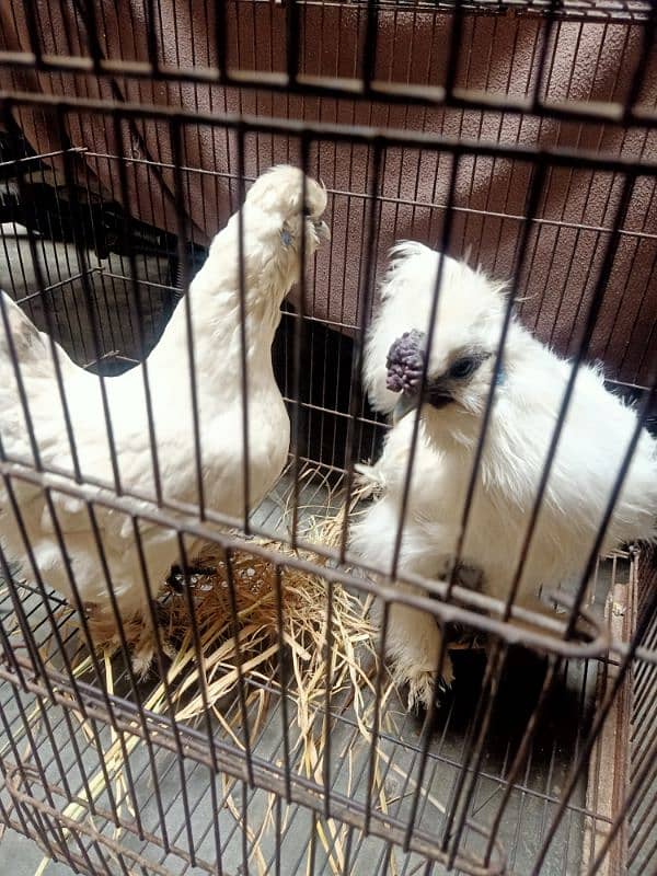 for sale pair silkie best quality 0