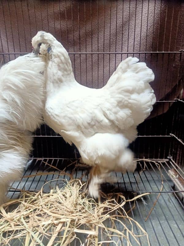 for sale pair silkie best quality 1