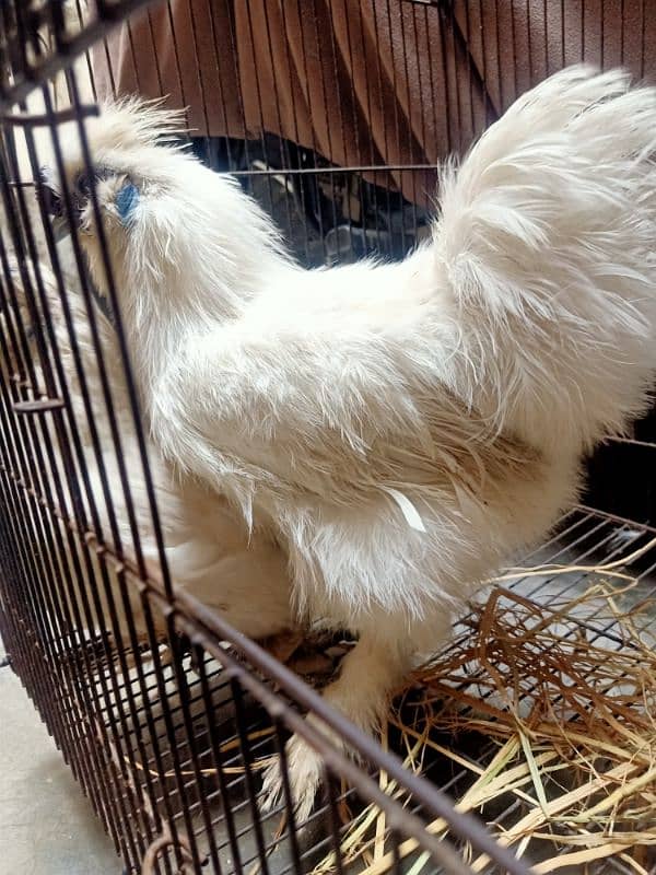 for sale pair silkie best quality 2