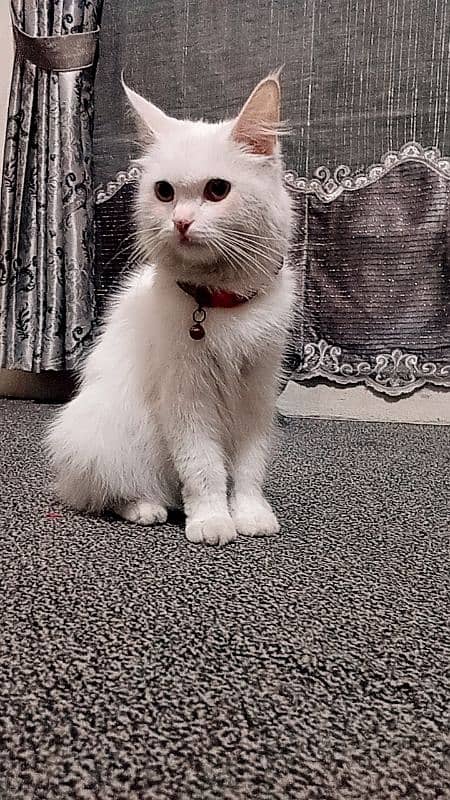 persian cat 3