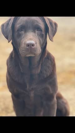 chocolate Labrador female. good quality