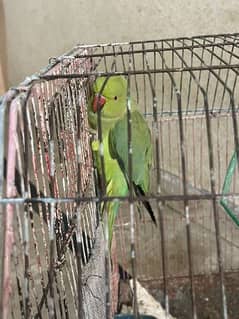 green parrots for sale