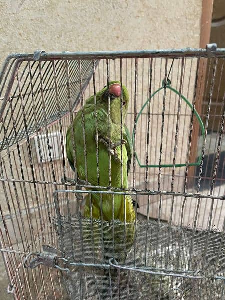 green parrots for sale 1