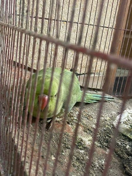 green parrots for sale 2