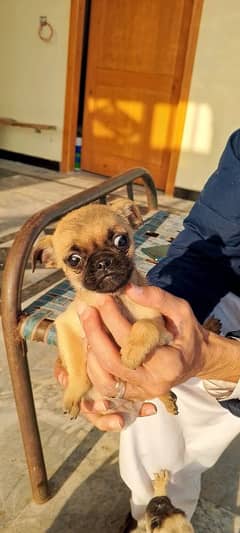 adorable pug puppies