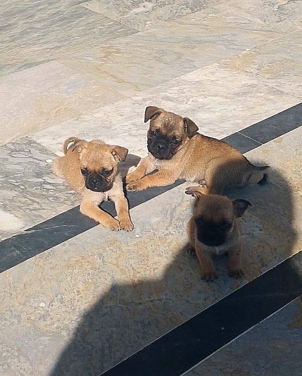 adorable pug puppies 1