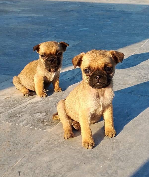 adorable pug puppies 2