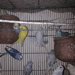 pair of budgies (Australian parrots) for sale urgent