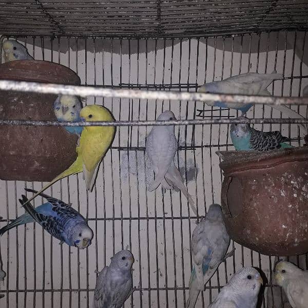 pair of budgies (Australian parrots) for sale urgent 0