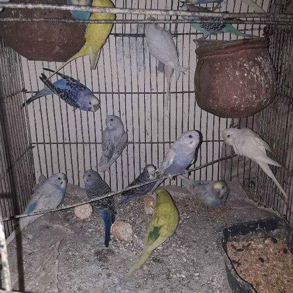 pair of budgies (Australian parrots) for sale urgent 1