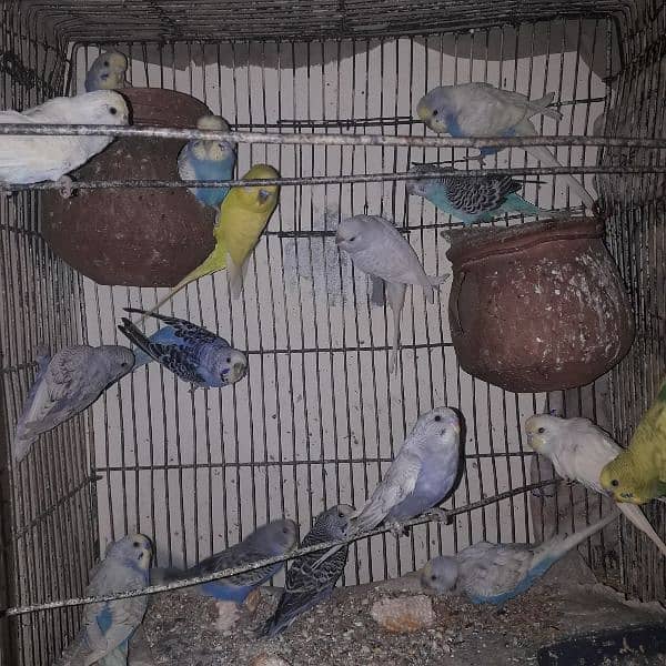 pair of budgies (Australian parrots) for sale urgent 2