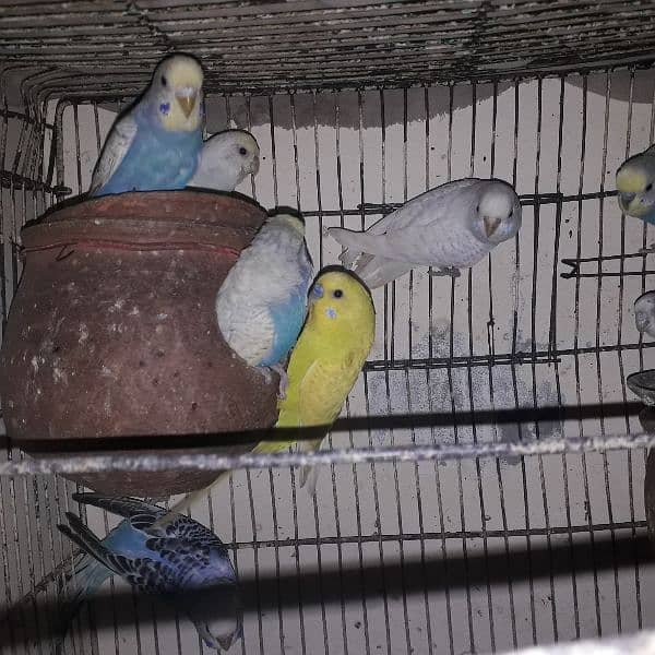 pair of budgies (Australian parrots) for sale urgent 3