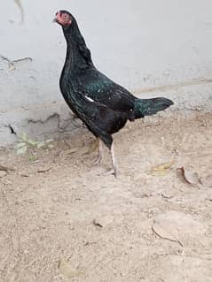 Aseel Lasani Black Hen