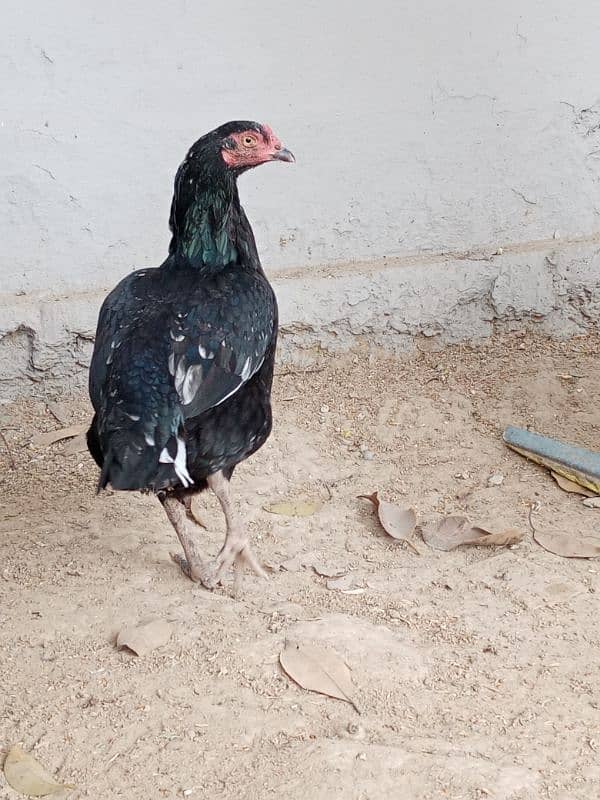 Aseel Lasani Black Hen 2