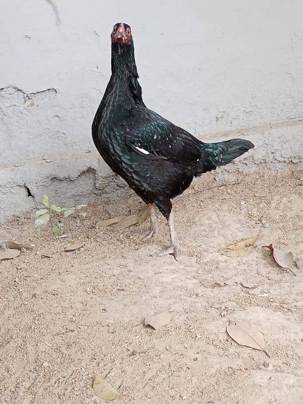 Aseel Lasani Black Hen 3