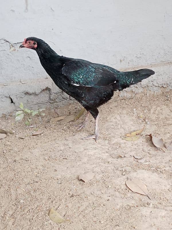 Aseel Lasani Black Hen 4