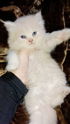 Triple coated Persian Longy hair kitten's