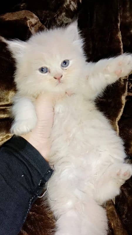 Triple coated Persian Longy hair kitten's 0