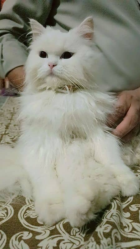 Persian cat 0