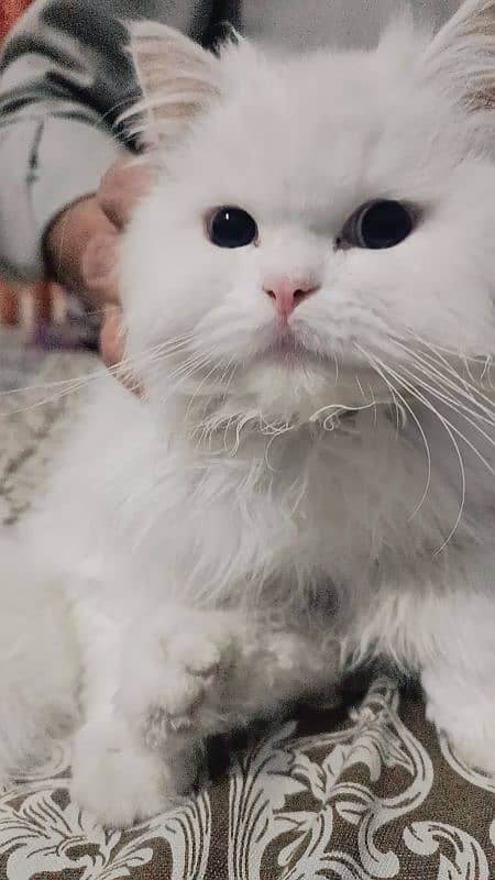 Persian cat 2