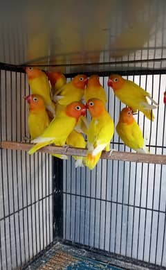 Lovebirds Personata albino Green Fisher