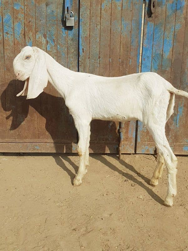 rajanpure bakri 1