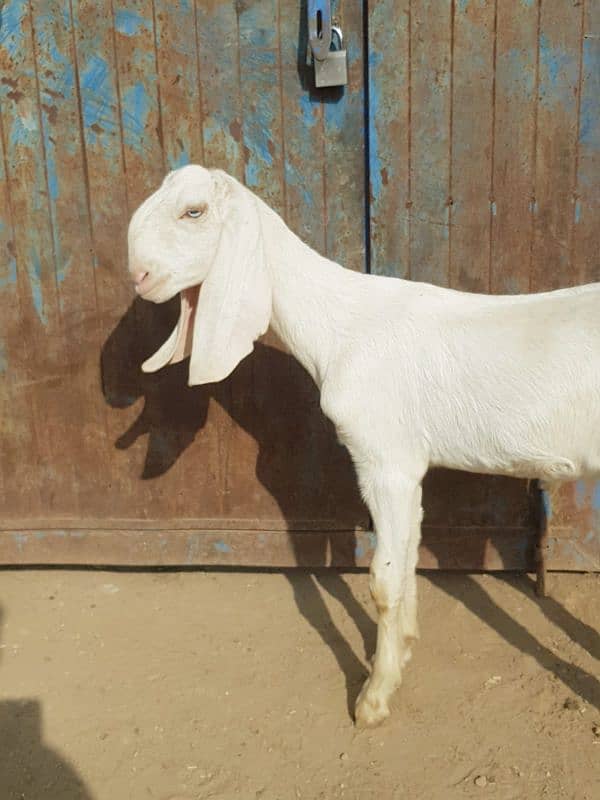 rajanpure bakri 2