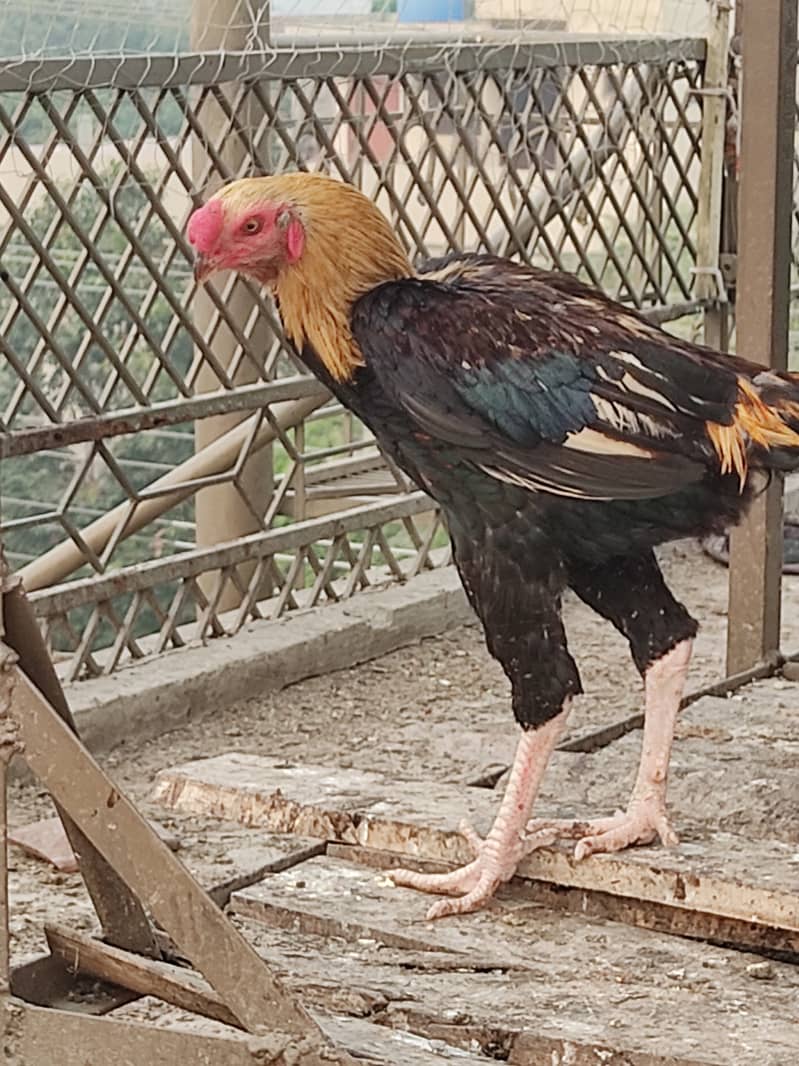 Indian perrot beak aseel 8