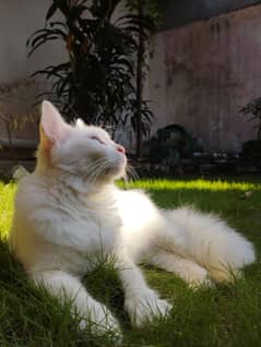 Persian cat