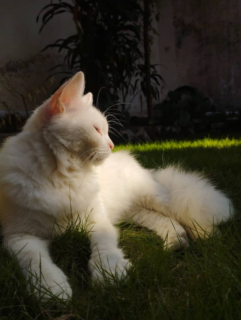 Persian cat 1