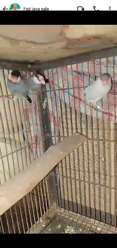 ik pair silver ik pair gary ik picec white breeder pair 2