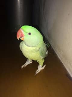 Raw parrot male healthy and active