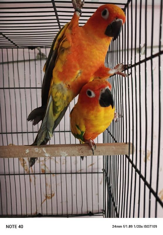 Sun conure bonded pair with DNA 1