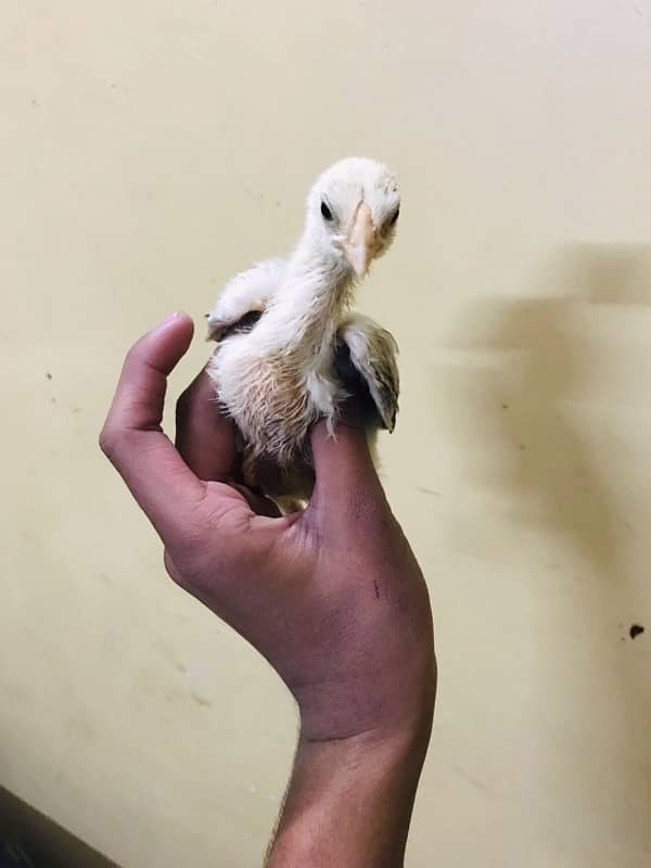 SHAMU chicks Pair Of Shamu Aseel AGE 30 DAYS 4