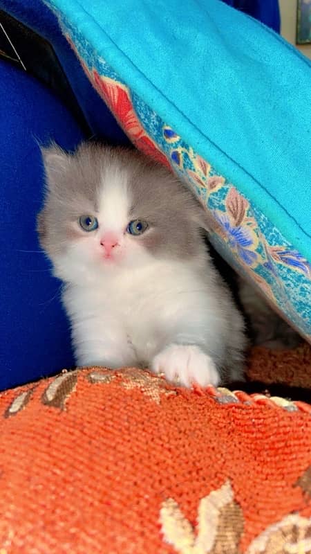 persian  triple coat kitten with punch face 3