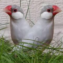 java sparrow