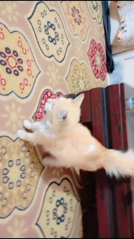 persion kitten  doll face  male 2 manth kamer par white couted 0