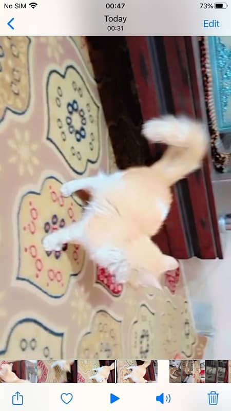 persion kitten  doll face  male 2 manth kamer par white couted 1