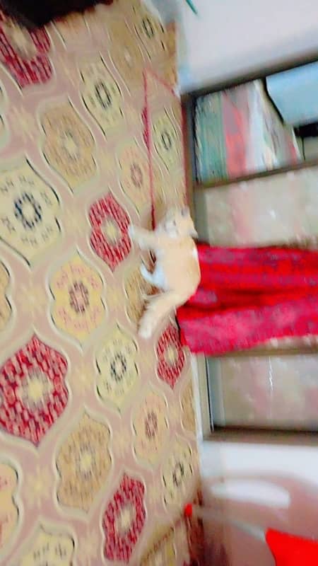 persion kitten  doll face  male 2 manth kamer par white couted 3