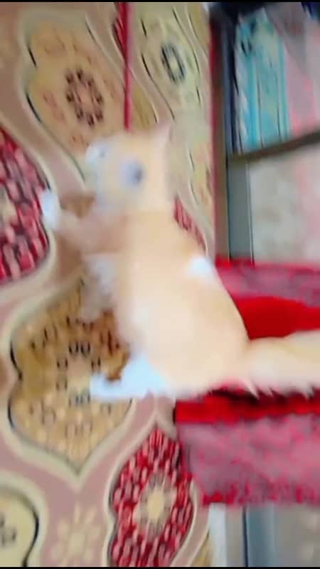 persion kitten  doll face  male 2 manth kamer par white couted 4