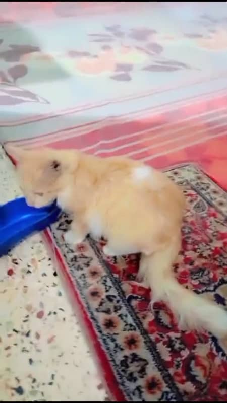 persion kitten  doll face  male 2 manth kamer par white couted 5