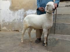 gulabi khara dumba A+ quality goat