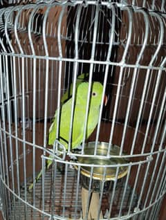 Ring neck parrot 11 months, hand tamed.