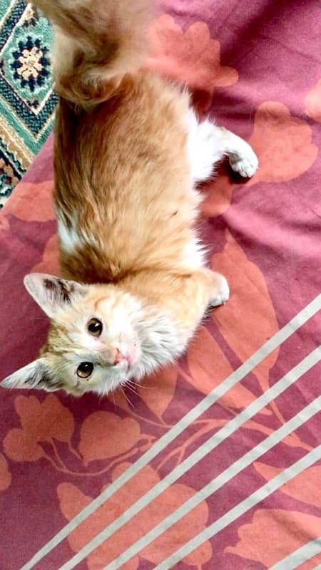 persion kitten  doll face  male 2 manth kamer par white couted 7