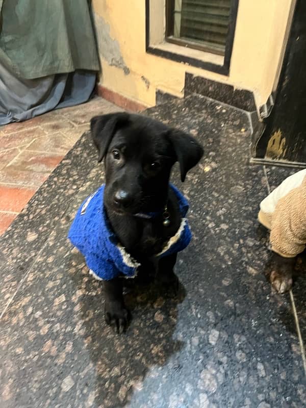 non-pedigree labrador female 3.5 months 4